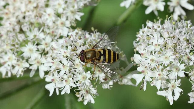 A Hoverfly feeding on an umbellifer flower. Summer. UK