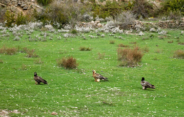 Gypaète barbu,Gypaetus barbatus, Bearded Vulture, Pyrénées