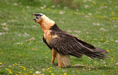 Gypaète barbu,Gypaetus barbatus, Bearded Vulture, Pyrénées