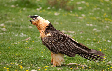 Gypaète barbu,Gypaetus barbatus, Bearded Vulture, Pyrénées