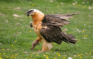 Gypaète barbu,Gypaetus barbatus, Bearded Vulture, Pyrénées