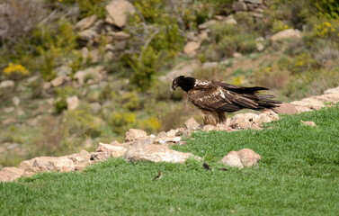 Gypaète barbu,
Gypaetus barbatus, Bearded Vulture, Pyrénées
