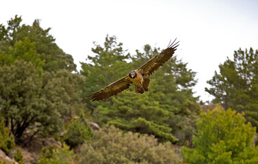 Gypaète barbu,Gypaetus barbatus, Bearded Vulture, Pyrénées