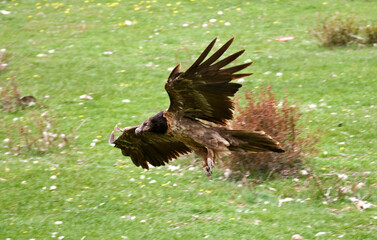 Gypaète barbu,Gypaetus barbatus, Bearded Vulture, Pyrénées