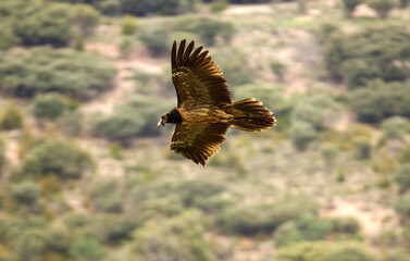 Gypaète barbu,Gypaetus barbatus, Bearded Vulture, Pyrénées