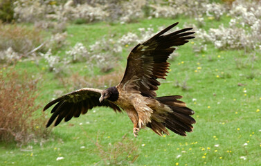 Gypaète barbu,
Gypaetus barbatus, Bearded Vulture, Pyrénées