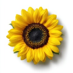 Obraz premium Vibrant Sunflower CloseUp Photography of a Single Bloom