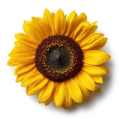 Fototapeta premium Vibrant Sunflower A CloseUp View of Natures Golden Beauty