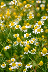 Matricaria chamomilla flowers on meadow. Herbal plant.