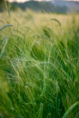 Green unripe barley(Hordeum vulgare) plantation in summer. Selective focus.