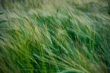 Green unripe barley(Hordeum vulgare) plantation in summer. Selective focus.