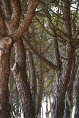 A dense grove of pine trees fills the frame, their gnarled trunks and branches creating a textured,...