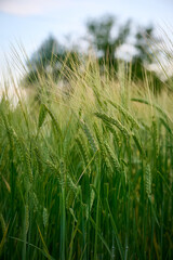 Green unripe barley(Hordeum vulgare) plantation in summer. Selective focus.