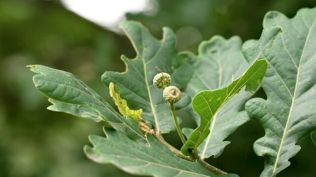 Tiny green acorns on oak tree branch close up with lush summer foliage