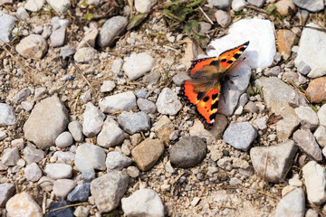 Orange Butterfly on Gravel Path in Sunlight