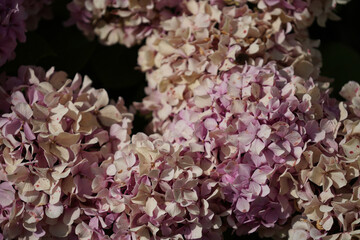 A close-up showcases a cluster of lilac blooms in varying shades of pink and cream. The dark background emphasizes the delicate petals and intricate details of the flowers.
