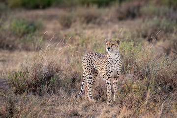 Cheetah alert while on the move in Amboseli, Kenya