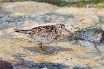 Sharp-Tailed Sandpiper Standing on Coastal Seaweed (Calidris acuminata)
