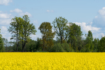 A yellow blooming rapeseed field and a partially cleared forest in the distance against a blue...