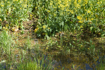 The edge of a rapeseed field after a rainy day, close-up of water puddles and reflections of...
