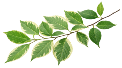 Variegated dogwood leaves cornus alba argenteomarginata foliage branch isolated on transparent background