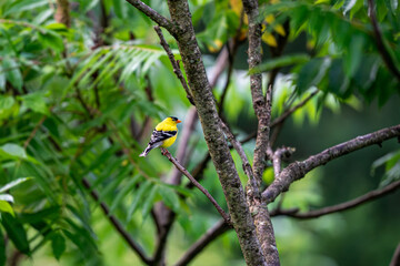 American Goldfinch on a branch