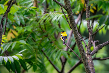 American Goldfinch on a branch