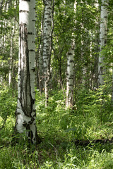 Bright sunlight filters through slender birch trees in a lush, green forest.