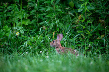 Rabbit in the grass