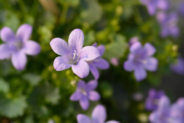 Fototapeta premium Dalmatian bellflower - Latin name - Campanula portenschlagiana Ambella