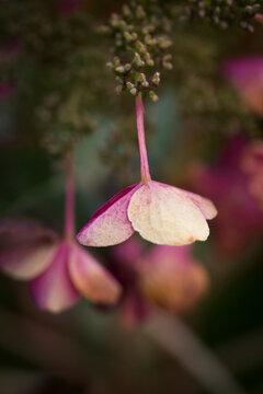 Single flower of a oak leaf hydrangea (hydrangea quercifolia)