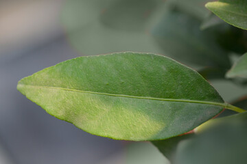 limequat branch with leaf - Latin name - Citrus x floridana