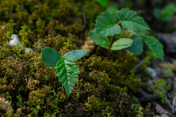 European hornbeam germinated seed with cotyledons and radicle developing in a mossy forest environment