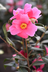 Camellia pink flower - Latin name - Camellia x williamsii Saint Ewe