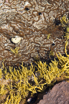 rock pool, narrawallee beach, south coast