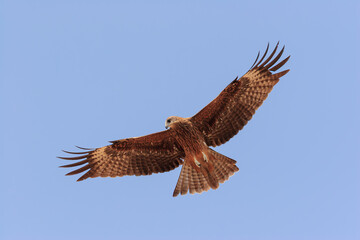 A striking Black Kite (Milvus migrans) gliding effortlessly against a clear blue sky, highlighting its elegant wingspan and natural prowess.