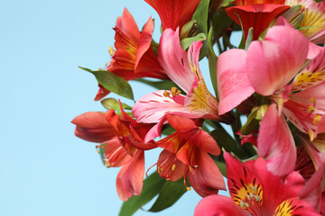 astromeria close-up on blue background