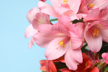 astromeria close-up on blue background