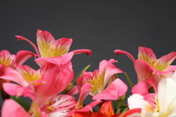 astromeria close-up on a black background