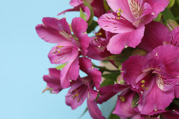 astromeria close-up on blue background