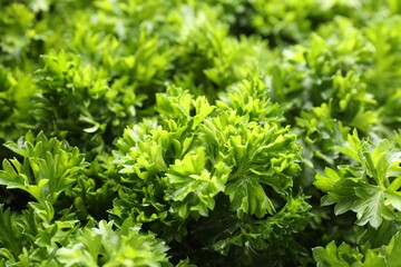 Fresh curly parsley as background, closeup view