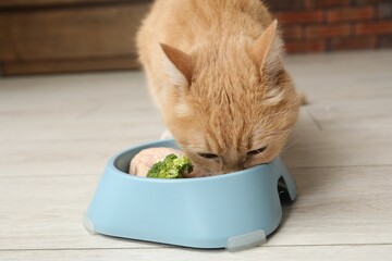 Cat eating natural products from feeding bowl indoors. Pet's balanced diet