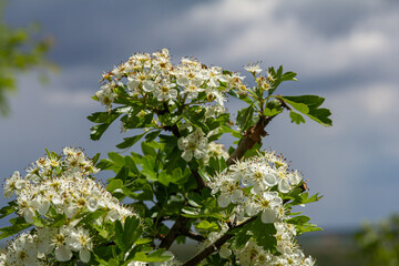 Blooms of Crataegus monogyna thrive on a sunny day with gray clouds in the background showcasing...
