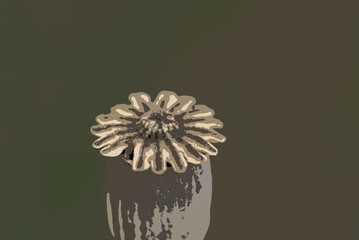 
SUMMER LANDSCAPE - Poppy head on a background of the field