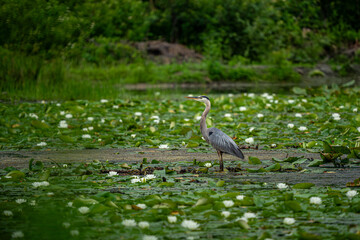 Great Blue Heron