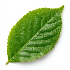 Obraz premium Vibrant Green Leaf CloseUp Photography of Natures Detail