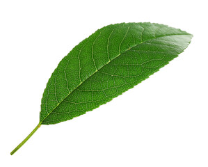 One cherry tree leaf isolated on white