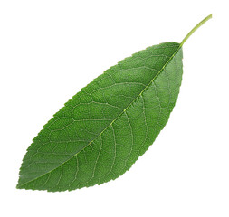 One cherry tree leaf isolated on white