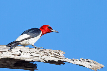 A red-headed woodpecker (Melanerpes erythrocephalus) at Lake June-in-Winter Scrub State Park in...