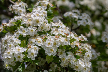 Crataegus monogyna blooms in spring showcasing clusters of white flowers under bright sunlight in a natural setting